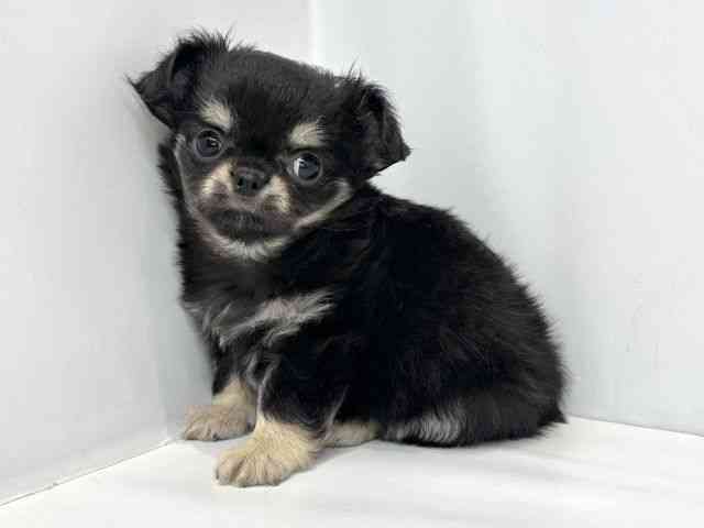 大阪府のチワワ(ロング) (ひごペットフレンドリーセブンパーク天美店/2025年9月9日生まれ/女の子/ブラックタン)の子犬の3枚目の画像