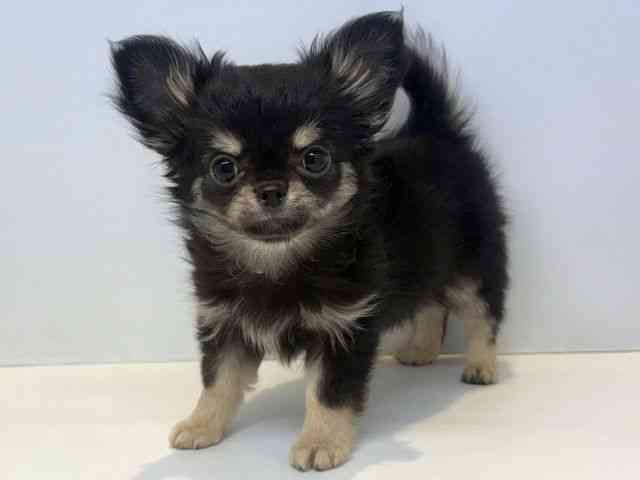 大阪府のチワワ(ロング) (ひごペットフレンドリーセブンパーク天美店/2025年9月9日生まれ/女の子/ブラックタン)の子犬の3枚目の画像