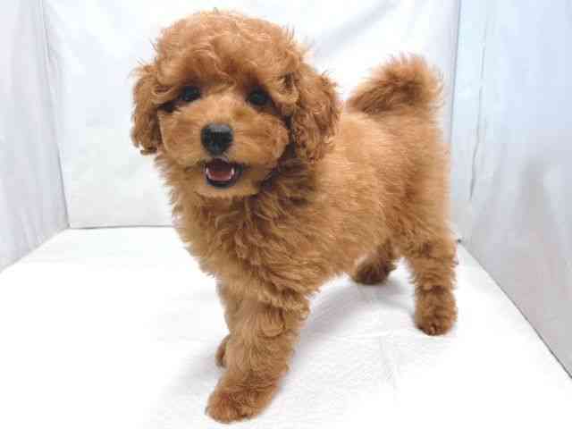 大阪府のトイプードル(トイ) (ひごペットフレンドリー堺プラットプラット店/2025年9月7日生まれ/女の子/レッド)の子犬の3枚目の画像