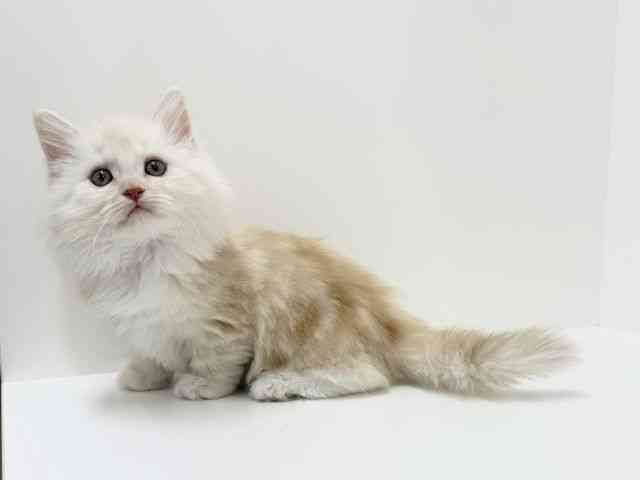 大阪府のミヌエット (ひごペットフレンドリーくずはモール店/2025年9月10日生まれ/女の子/クリームタビーホワイト)の子猫の3枚目の画像