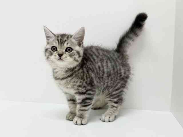 大阪府のブリティッシュショートヘアー (ひごペットフレンドリーくずはモール店/2025年9月10日生まれ/男の子/ブルーマッカレルタビー)の子猫の3枚目の画像
