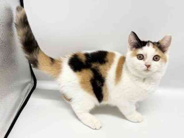 大阪府のブリティッシュショートヘアー (ひごペットフレンドリーイオンタウン豊中庄内店/2025年8月12日生まれ/女の子/キャリコ)の子猫の3枚目の画像