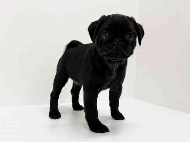 大阪府のパグ (ひごペットフレンドリーくずはモール店/2025年9月9日生まれ/男の子/ブラック)の子犬の3枚目の画像