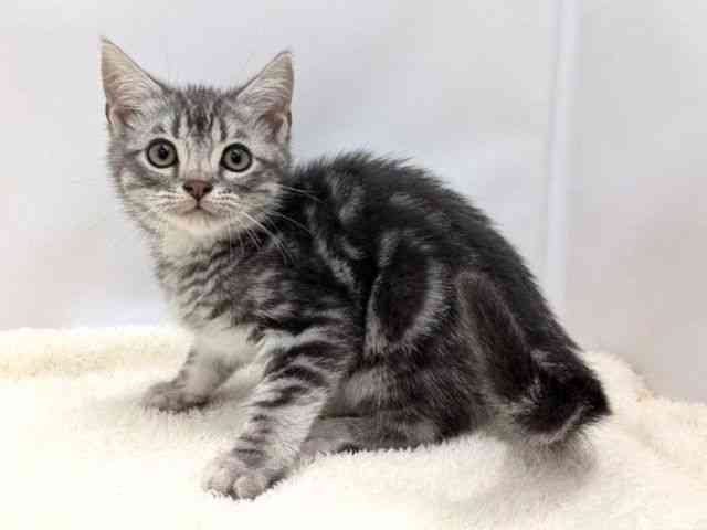 広島県のアメリカンショートヘアー (ひごペットフレンドリーゆめタウン廿日市店/2025年9月10日生まれ/男の子/ブルータビー)の子猫の3枚目の画像