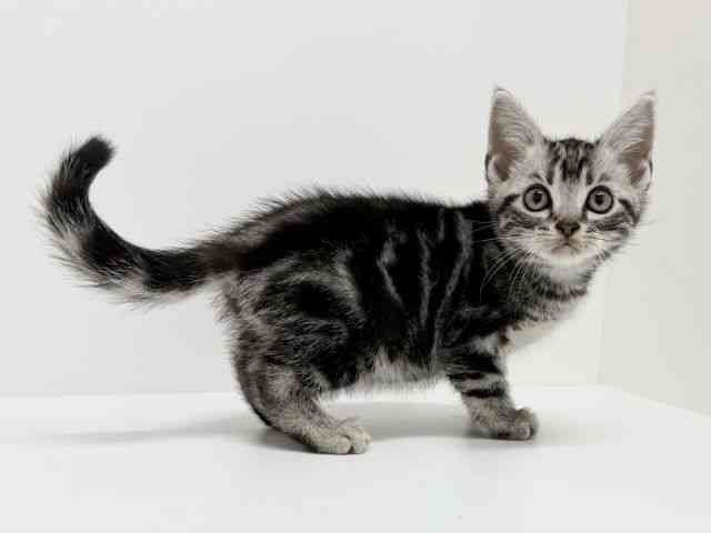 大阪府のアメリカンショートヘアー (ひごペットフレンドリーくずはモール店/2025年9月11日生まれ/男の子/シルバークラシックタビー)の子猫の3枚目の画像