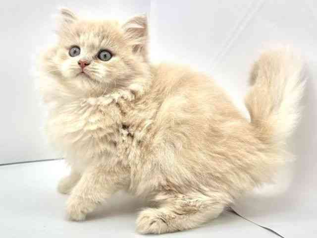 兵庫県のノルウェージャンフォレストキャット (ひごペットフレンドリークラウンパーク伊丹店/2025年9月7日生まれ/男の子/クリームタビー)の子猫の3枚目の画像