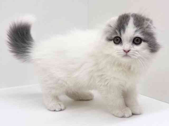 兵庫県のスコティッシュフォールド (ひごペットフレンドリーブルメールHAT神戸店/2025年9月13日生まれ/男の子/ブルータビーホワイトバン)の子猫の3枚目の画像