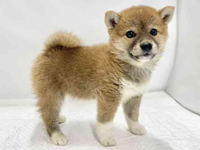 高知県の柴犬(標準サイズ) (ひごペットフレンドリーイオンモール高知店/2025年9月13日生まれ/男の子/赤)の子犬の3枚目の画像