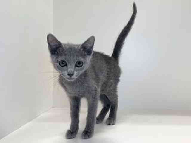 兵庫県のロシアンブルー (ひごペットフレンドリーイトーヨーカドー明石店/2025年9月13日生まれ/女の子/ブルー)の子猫の3枚目の画像