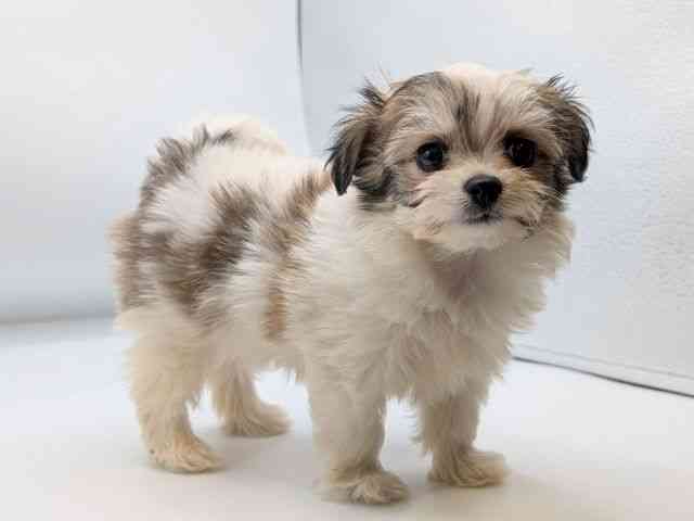 香川県のハーフ犬・ミックス犬 (ひごペットフレンドリーゆめタウン高松店/2025年9月14日生まれ/女の子/パーティーカラー)の子犬の3枚目の画像