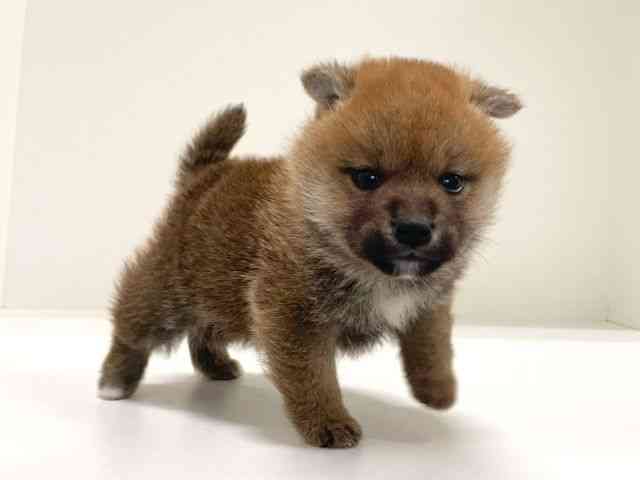 兵庫県の柴犬(標準サイズ) (ひごペットフレンドリーイトーヨーカドー明石店/2025年9月13日生まれ/男の子/赤)の子犬の3枚目の画像