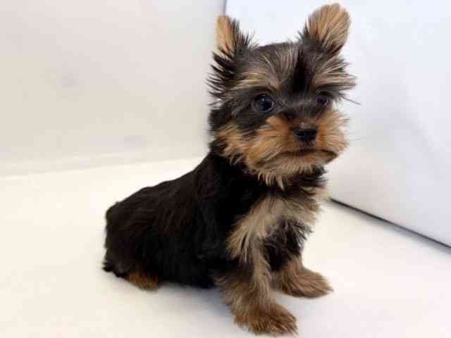 京都府のヨークシャーテリア (ひごペットフレンドリー京都店/2025年9月13日生まれ/男の子/スチールブルータン)の子犬の3枚目の画像