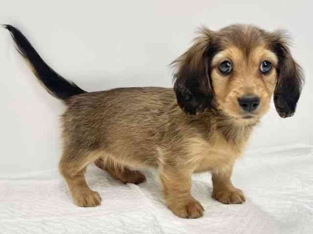 高知県のミニチュアダックスフンド(ロング) (ひごペットフレンドリーイオンモール高知店/2025年9月8日生まれ/女の子/レッド)の子犬の3枚目の画像