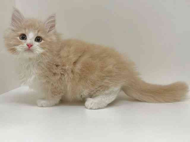 福岡県のサイベリアン (ひごペットフレンドリーリバーウォーク北九州店/2025年9月11日生まれ/男の子/クリームタビーホワイト)の子猫の3枚目の画像