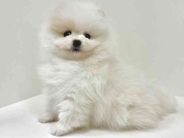 福岡県のポメラニアン (ひごペットフレンドリーリバーウォーク北九州店/2025年9月11日生まれ/女の子/クリーム)の子犬の3枚目の画像
