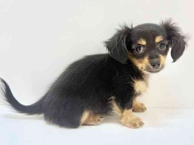 大阪府のチワックス(チワワ×ダックス) (ひごペットフレンドリーいこらもーる泉佐野店/2025年9月13日生まれ/女の子/ブラックタン)の子犬の3枚目の画像