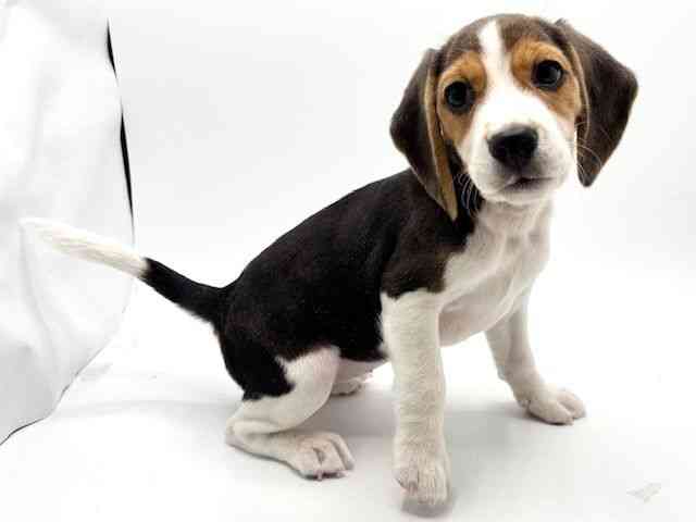 大阪府のビーグル (ひごペットフレンドリーみのおキューズモール店/2025年9月13日生まれ/女の子/ブラックホワイトタン)の子犬の3枚目の画像