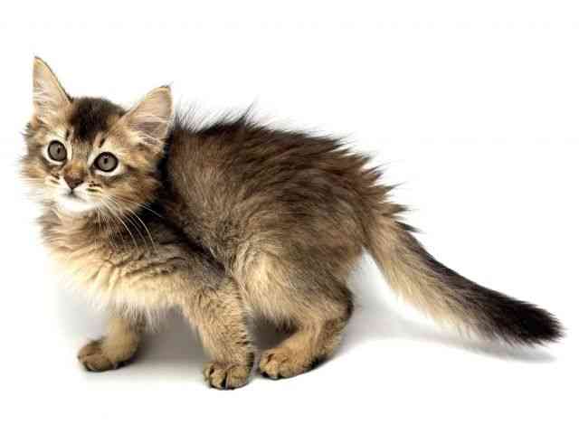 大阪府のソマリ (ひごペットフレンドリーみのおキューズモール店/2025年9月13日生まれ/男の子/ルディ)の子猫の3枚目の画像