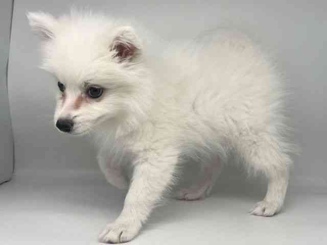 徳島県の日本スピッツ (ひごペットフレンドリーゆめタウン徳島店/2025年9月13日生まれ/女の子/ホワイト)の子犬の3枚目の画像