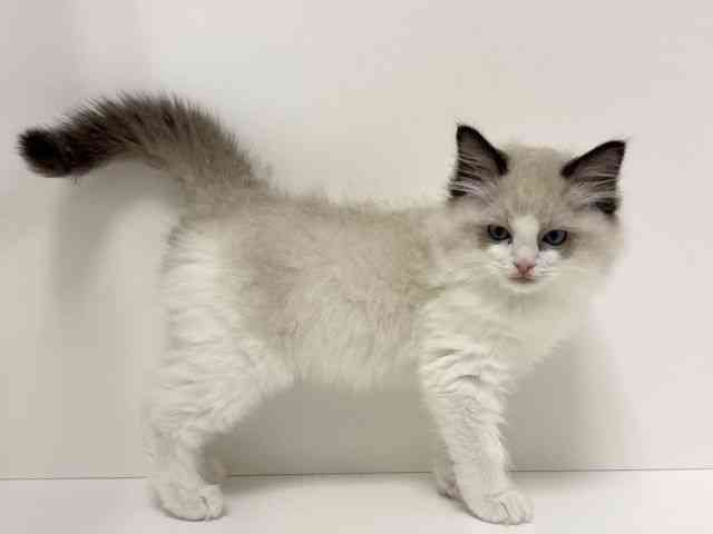 愛知県のラグドール (ひごペットフレンドリーイトーヨーカドー知多店/2025年9月13日生まれ/男の子/シールポイントバイカラー)の子猫の3枚目の画像