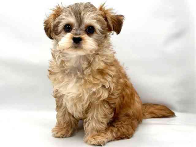 大阪府のチワプー/プーチー(チワワ×プードル) (ひごペットフレンドリー東淀川店/2025年9月13日生まれ/男の子/レッド)の子犬の3枚目の画像