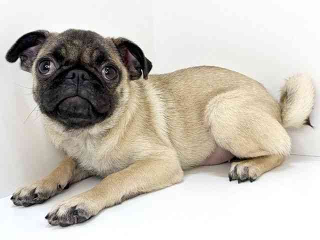 大阪府のパグ (ひごペットフレンドリーいこらもーる泉佐野店/2025年9月12日生まれ/女の子/フォーン)の子犬の3枚目の画像