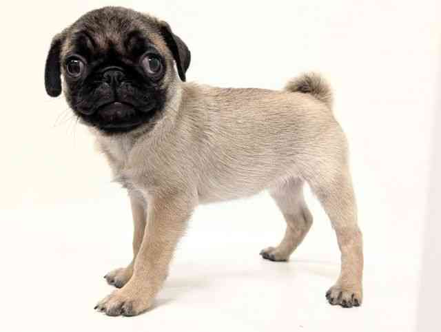 福岡県のパグ (ひごペットフレンドリーリバーウォーク北九州店/2025年9月12日生まれ/女の子/フォーン)の子犬の3枚目の画像