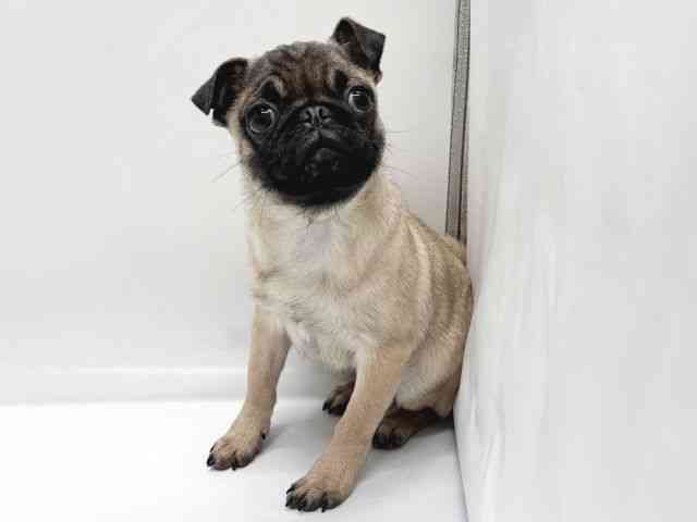 京都府のパグ (ひごペットフレンドリー京都店/2025年9月12日生まれ/男の子/フォーン)の子犬の3枚目の画像