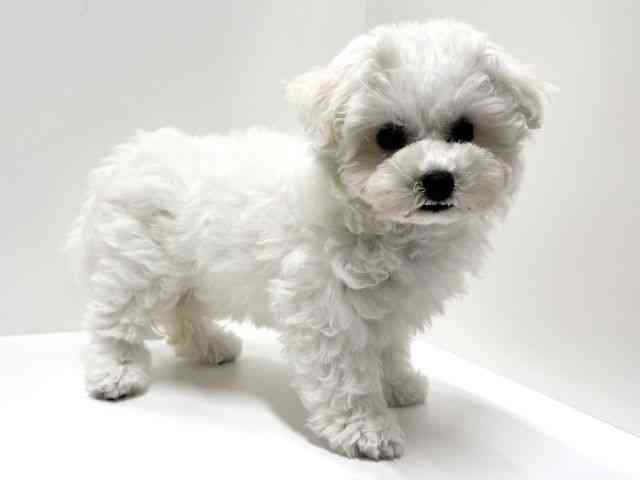 愛知県のハーフ犬・ミックス犬 (ひごペットフレンドリーららぽーと名古屋みなとアクルス店/2025年9月14日生まれ/女の子/ホワイト)の子犬の3枚目の画像