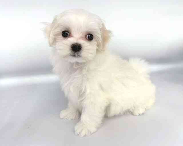 大阪府のマルチーズ (ひごペットフレンドリー岸和田店/2025年9月13日生まれ/女の子/ホワイト)の子犬の3枚目の画像