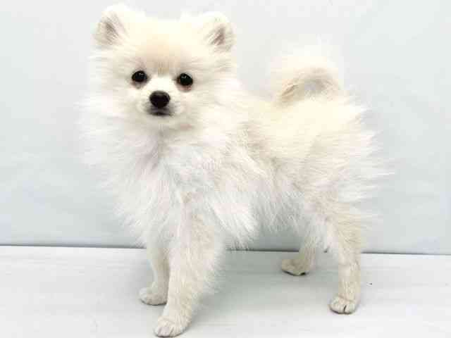 大阪府のポメラニアン (ひごペットフレンドリーイトーヨーカドー津久野店/2025年9月13日生まれ/男の子/クリーム)の子犬の3枚目の画像