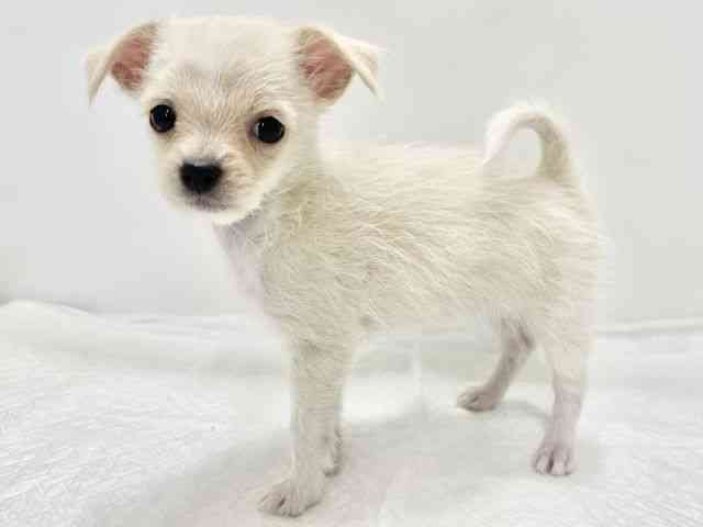 高知県のチワマル/マルチワ(チワワ×マルチーズ) (ひごペットフレンドリーイオンモール高知店/2025年9月14日生まれ/女の子/ホワイト)の子犬の3枚目の画像