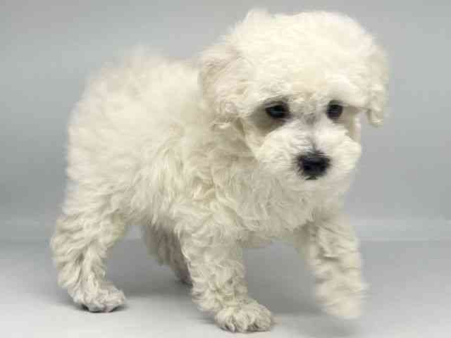 徳島県のハーフ犬・ミックス犬 (ひごペットフレンドリーゆめタウン徳島店/2025年9月13日生まれ/男の子/クリーム)の子犬の3枚目の画像