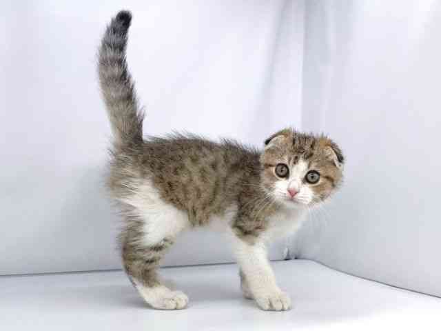 兵庫県のスコティッシュフォールド (ひごペットフレンドリーイオンタウン加古川店/2025年8月28日生まれ/男の子/ブラウンタビーホワイト)の子猫の3枚目の画像