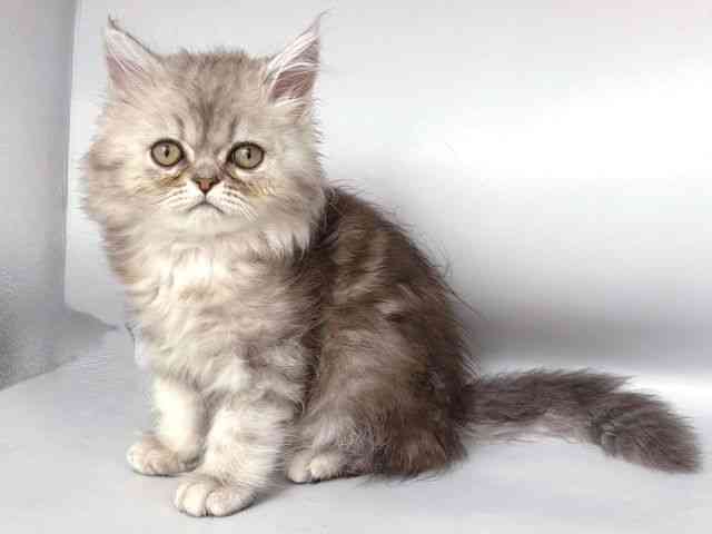 大阪府のペルシャ (ひごペットフレンドリー岸和田店/2025年9月11日生まれ/男の子/シルバータビー)の子猫の3枚目の画像