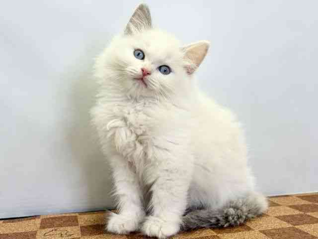 愛媛県のラグドール (ひごペットフレンドリーエミフルMASAKI店/2025年9月12日生まれ/男の子/ブルーポイントバイカラー)の子猫の3枚目の画像