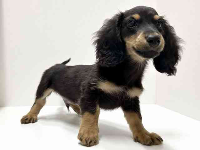 愛知県のミニチュアダックスフンド(ロング) (ひごペットフレンドリーららぽーと名古屋みなとアクルス店/2025年9月12日生まれ/男の子/ブラックタン)の子犬の3枚目の画像