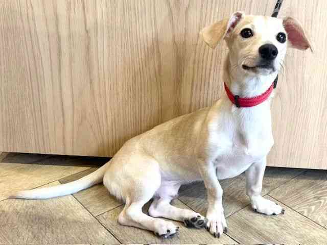 京都府のチワックス(チワワ×ダックス) (ひごペットフレンドリーイオンモール高の原店/2025年9月13日生まれ/男の子/クリーム)の子犬の3枚目の画像