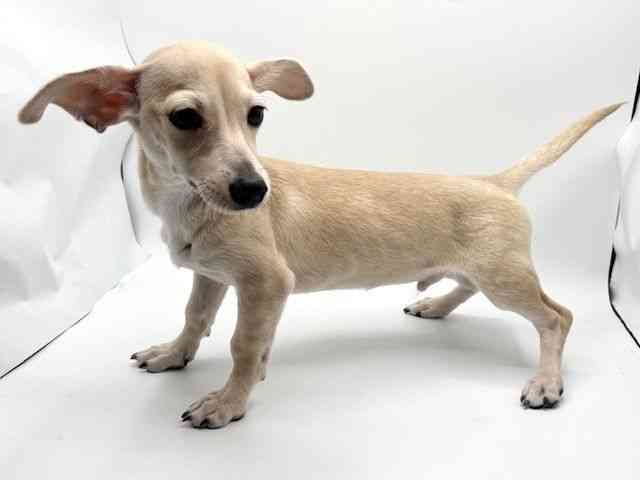 大阪府のチワックス(チワワ×ダックス) (ひごペットフレンドリーみのおキューズモール店/2025年9月13日生まれ/男の子/クリーム)の子犬の3枚目の画像