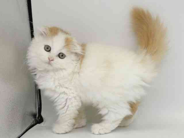 大阪府のスコティッシュフォールド (ひごペットフレンドリー瓜破店/2025年9月14日生まれ/男の子/レッドタビーホワイト)の子猫の3枚目の画像