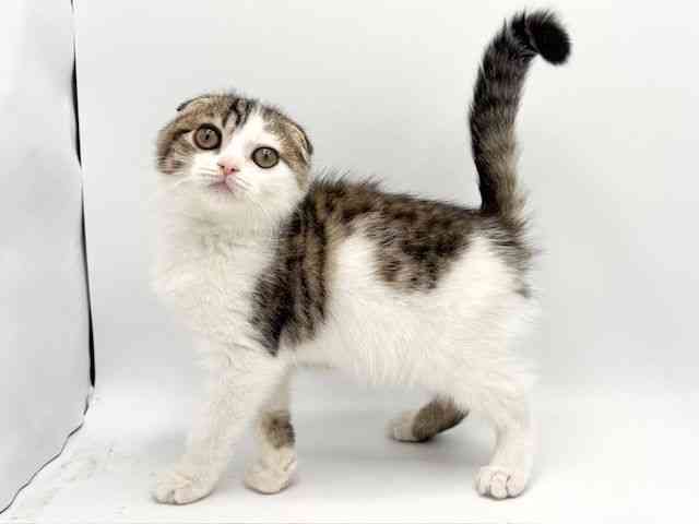 大阪府のスコティッシュフォールド (ひごペットフレンドリーみのおキューズモール店/2025年8月28日生まれ/男の子/ブラウンマッカレルタビーホワイト)の子猫の3枚目の画像