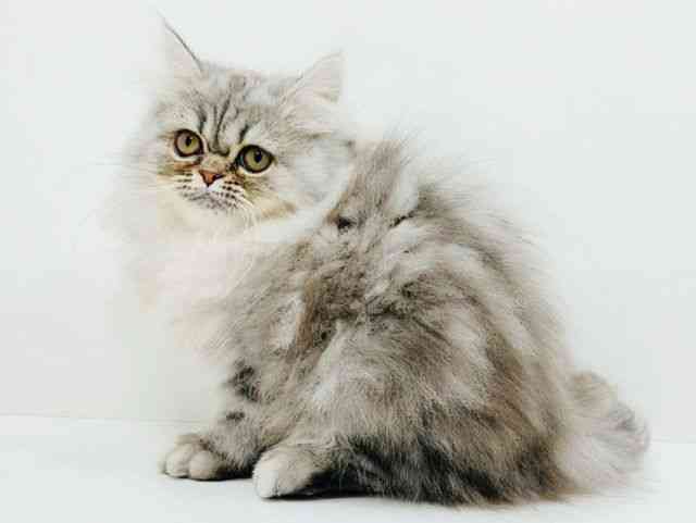 広島県のペルシャ (ひごペットフレンドリーフジグラン神辺店/2025年9月11日生まれ/男の子/シルバータビー)の子猫の3枚目の画像