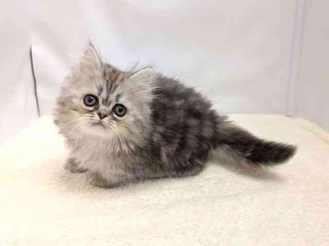広島県のペルシャ (ひごペットフレンドリーゆめタウン廿日市店/2025年9月11日生まれ/男の子/シルバータビー)の子猫の3枚目の画像