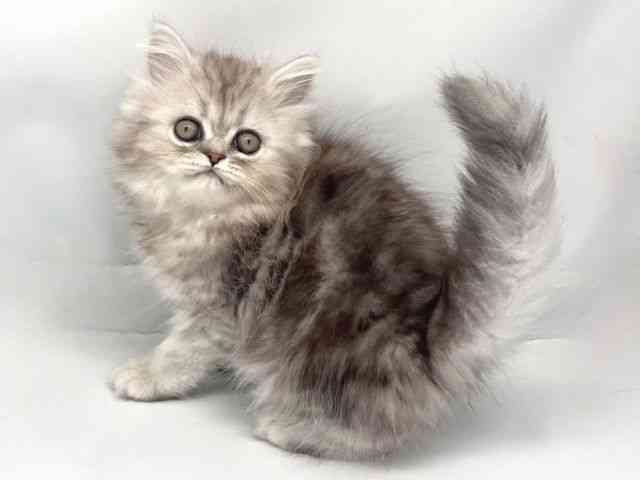 京都府のペルシャ (ひごペットフレンドリー洛北阪急スクエア店/2025年9月11日生まれ/女の子/シルバータビー)の子猫の3枚目の画像