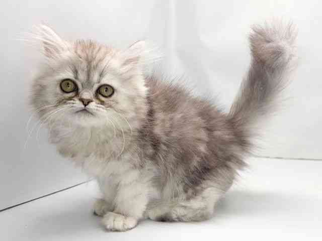 京都府のペルシャ (ひごペットフレンドリー洛北阪急スクエア店/2025年9月11日生まれ/女の子/シルバータビー)の子猫の3枚目の画像