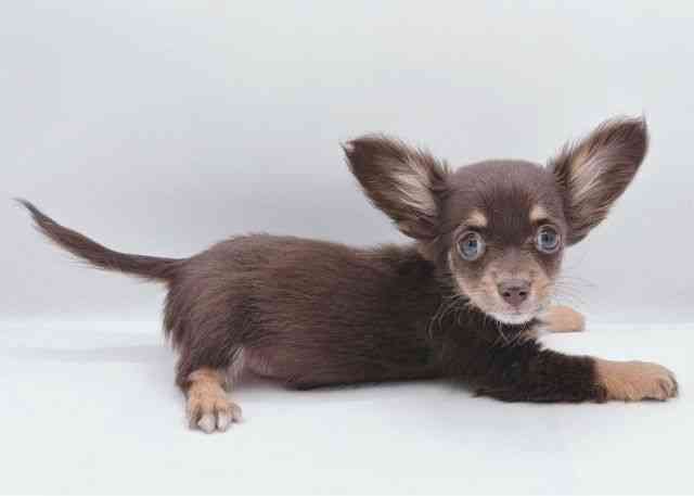 島根県のチワックス(チワワ×ダックス) (ひごペットフレンドリーイオン松江ショッピングセンター店/2025年9月12日生まれ/女の子/チョコレートクリーム)の子犬の3枚目の画像