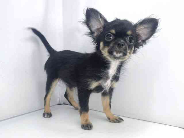 兵庫県のチワワ(ロング) (ひごペットフレンドリーイオンタウン加古川店/2025年9月13日生まれ/女の子/ブラックタンホワイト)の子犬の3枚目の画像