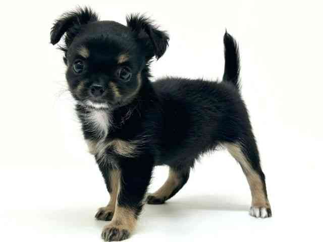 兵庫県のチワワ(ロング) (ひごペットフレンドリーブルメールHAT神戸店/2025年9月13日生まれ/女の子/ブラックタンホワイト)の子犬の3枚目の画像