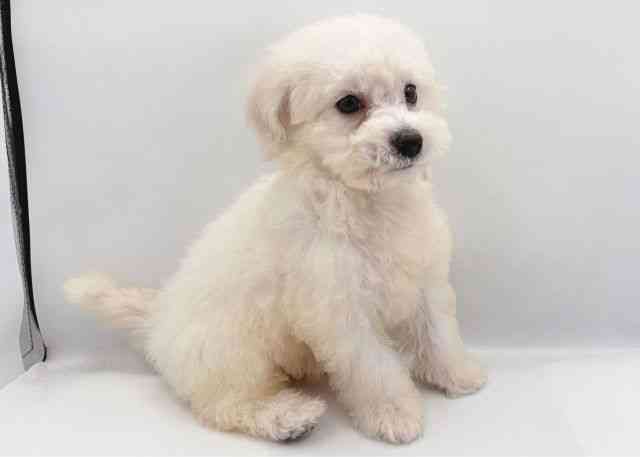 島根県のビションフリーゼ (ひごペットフレンドリーイオン松江ショッピングセンター店/2025年9月14日生まれ/女の子/ホワイト)の子犬の3枚目の画像