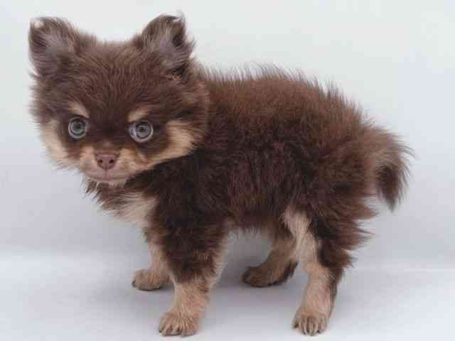 島根県のポメチワ/チワポメ/ポメチー(ポメラニアン×チワワ) (ひごペットフレンドリーイオン松江ショッピングセンター店/2025年9月14日生まれ/女の子/チョコレートタン)の子犬の3枚目の画像